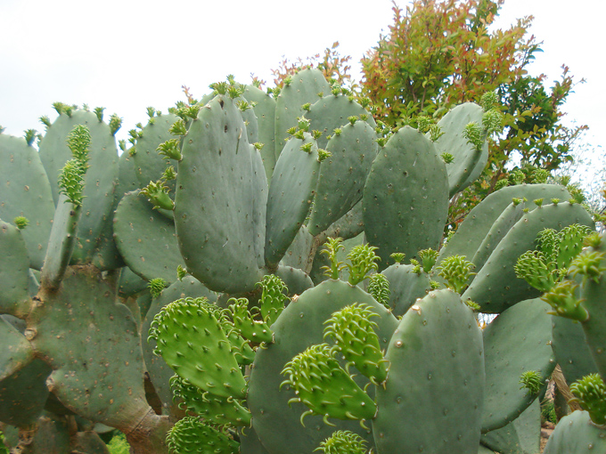 09.04 DSC00672 Cactu#C52BDB