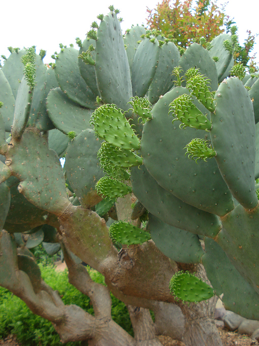 09.04 DSC00673 Cactu#C52BDC