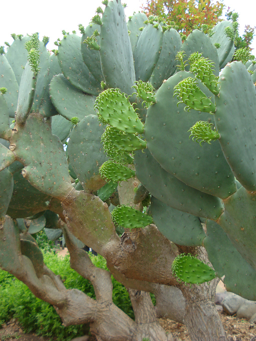 09.04 DSC00674 Cactu#C52BDD