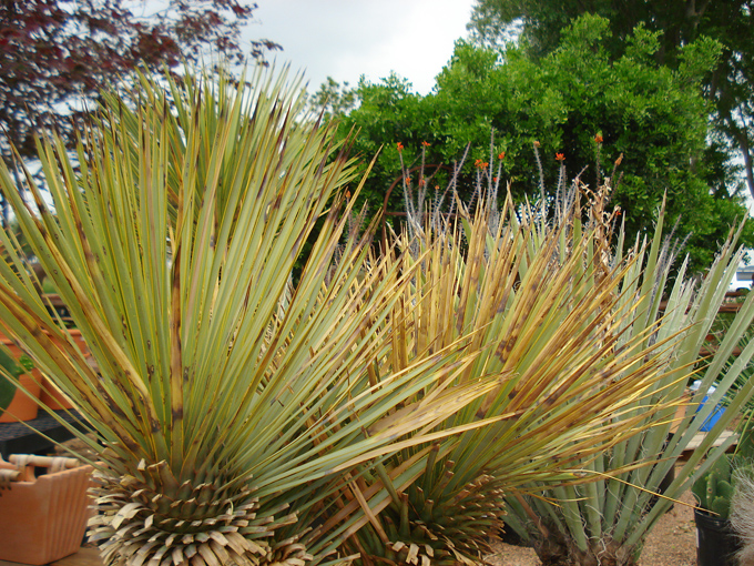 09.04 DSC00677 Flowe#C52BFF