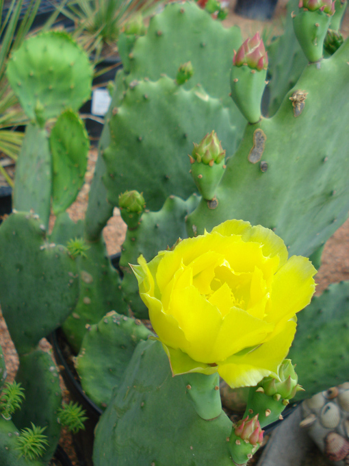 09.04 DSC00678 Flowe#C52C00