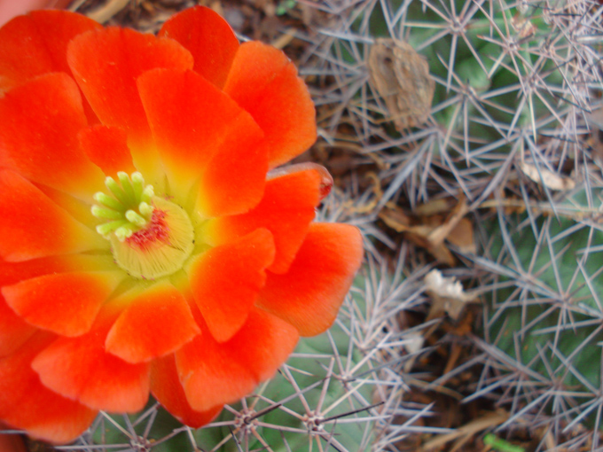 09.04 DSC00679 Flowe#C52C01