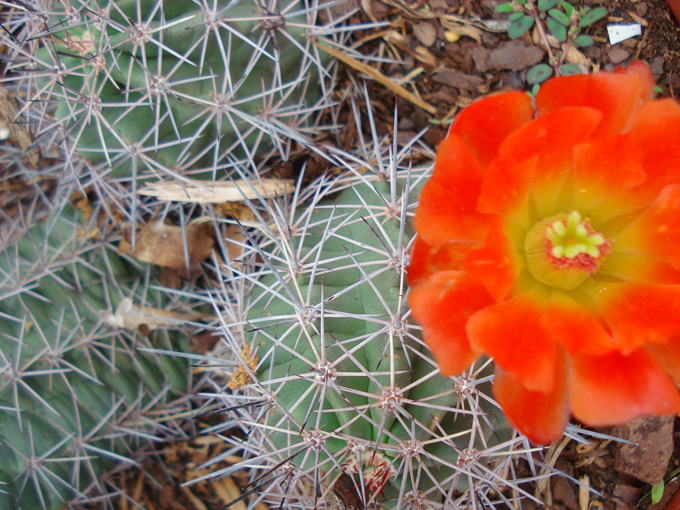 09.04 DSC00682 Flowe#C52C03