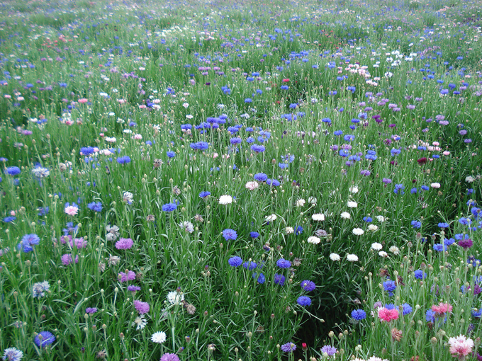 09.04 DSC00684 Flowe#C52C05