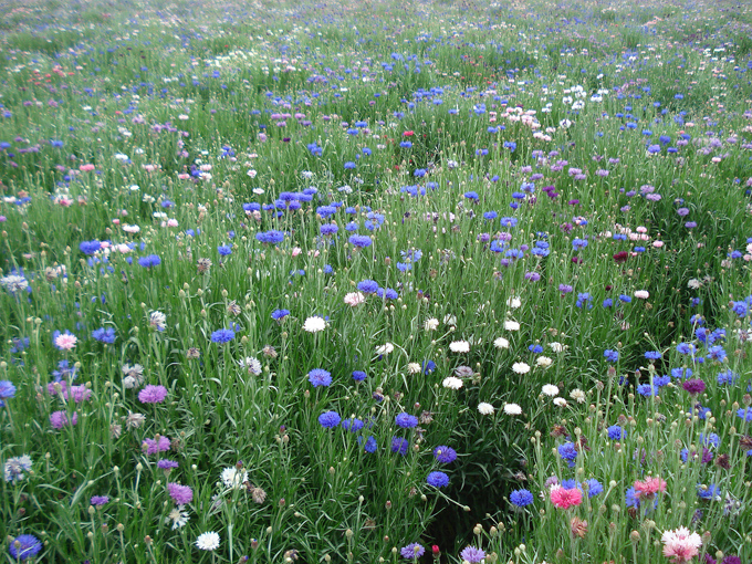 09.04 DSC00685 Flowe#C52C06