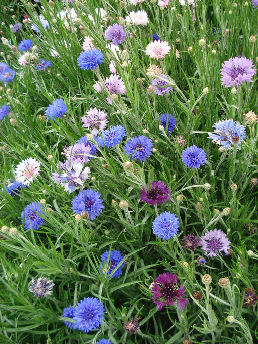 09.04 DSC00687 Flowe#C52C08