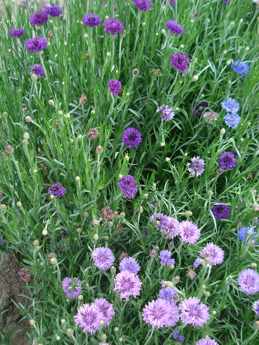 09.04 DSC00688 Flowe#C52C09