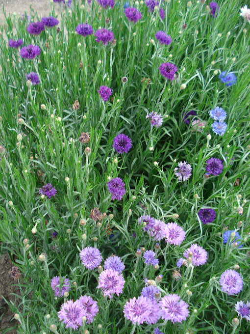 09.04 DSC00689 Flowe#C52C0A