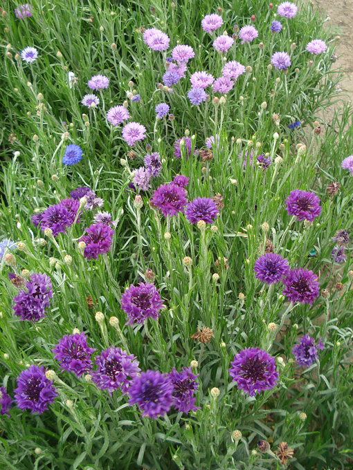 09.04 DSC00690 Flowe#C52C0B