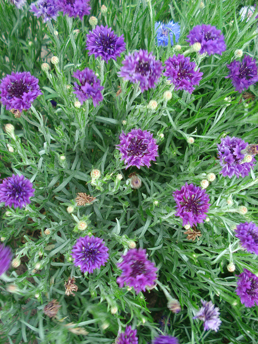 09.04 DSC00692 Flowe#C52C0C