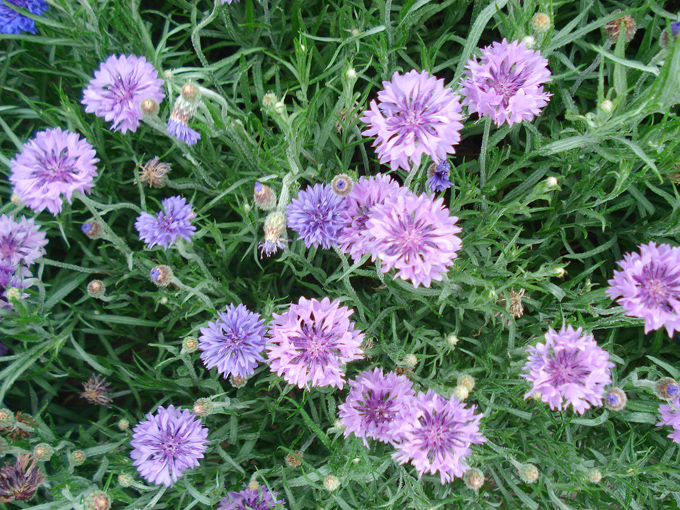 09.04 DSC00693 Flowe#C52C0D