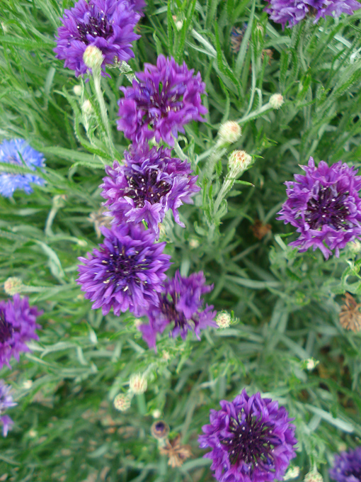 09.04 DSC00695 Flowe#C52C0E