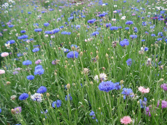 09.04 DSC00696 Flowe#C52C0F