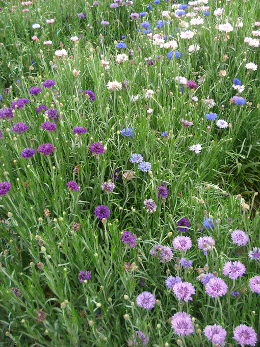 09.04 DSC00697 Flowe#C52C10