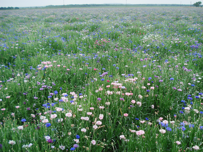 09.04 DSC00698 Flowe#C52C11