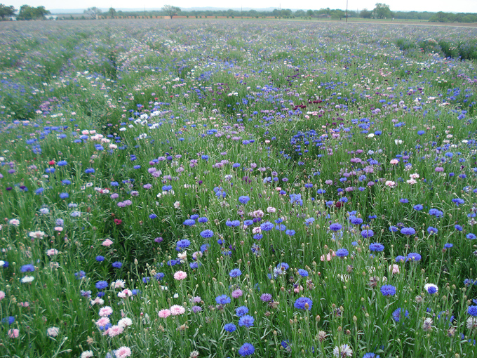 09.04 DSC00699 Flowe#C52C12