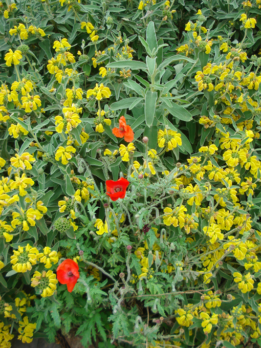 09.04 DSC00700 Flowe#C52C13