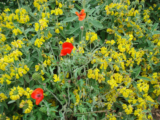 09.04 DSC00701 Flowe#C52C14