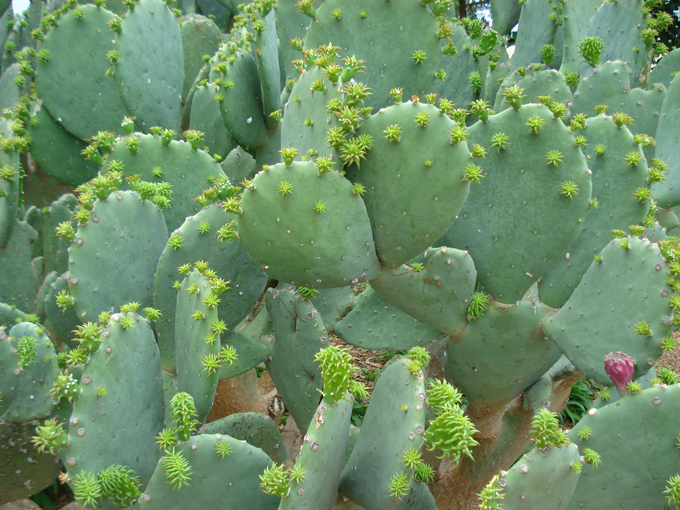 09.04 DSC00703 Cactu#C52BE1