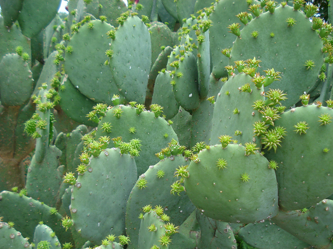 09.04 DSC00704 Cactu#C52BE2