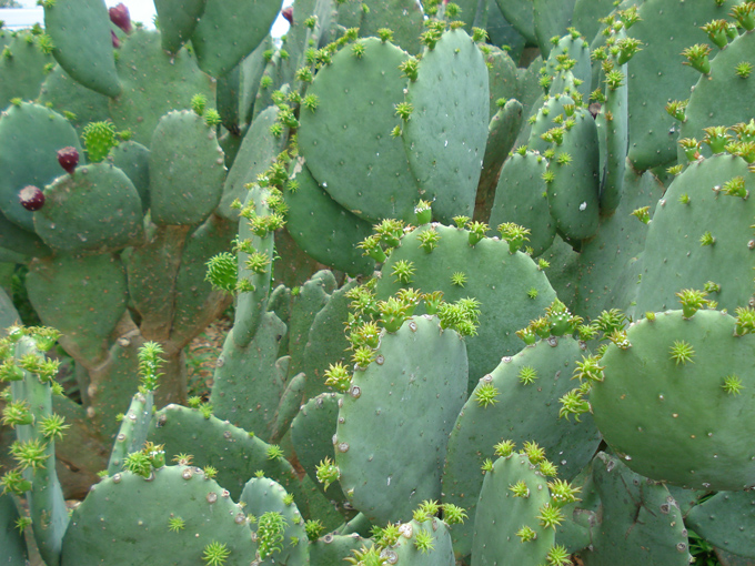 09.04 DSC00705 Cactu#C52BE3