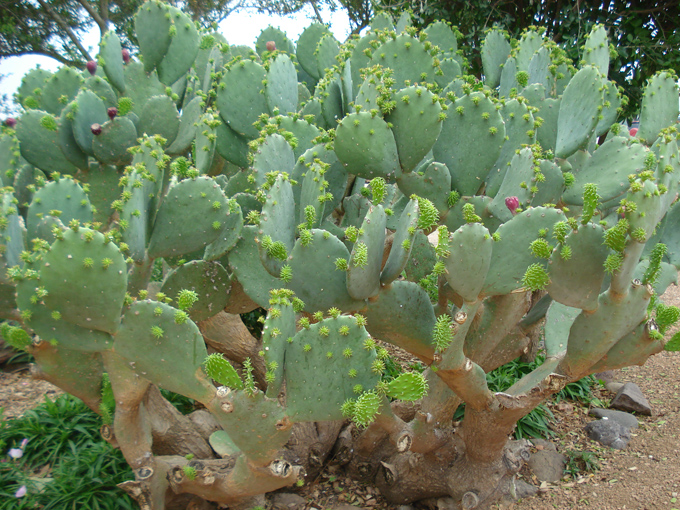 09.04 DSC00706 Cactu#C52BE4