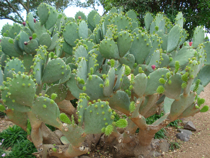 09.04 DSC00707 Cactu#C52BE5