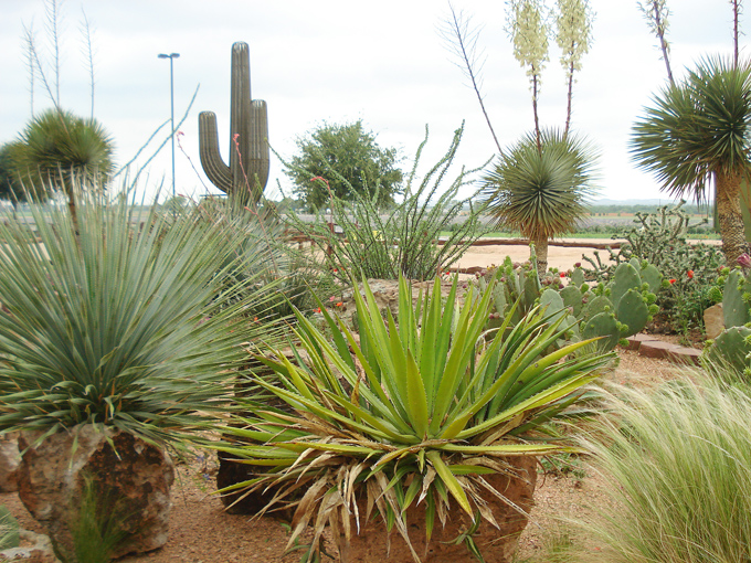 09.04 DSC00708 Cactu#C52BE6