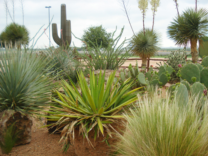 09.04 DSC00709 Cactu#C52BE7