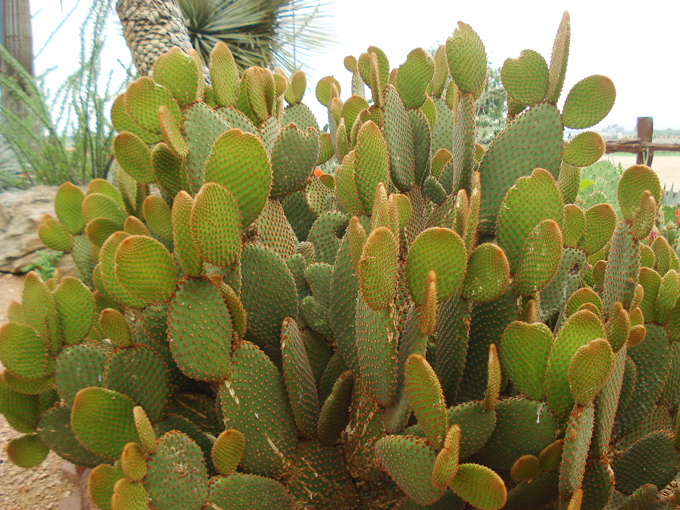 09.04 DSC00710 Cactu#C52BE8