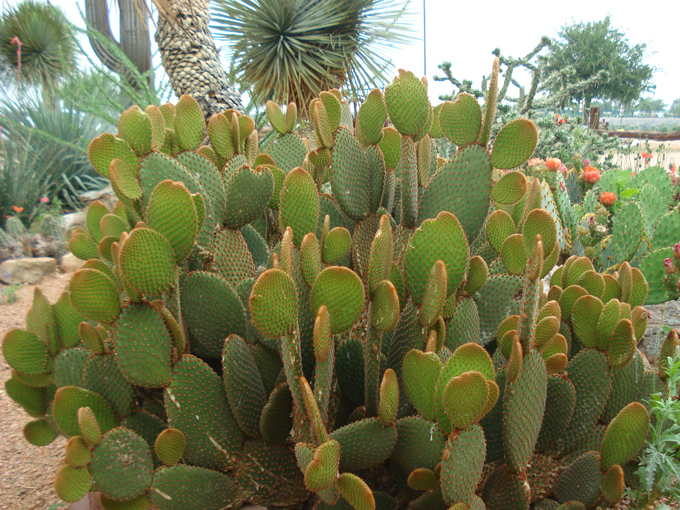 09.04 DSC00711 Cactu#C52BE9