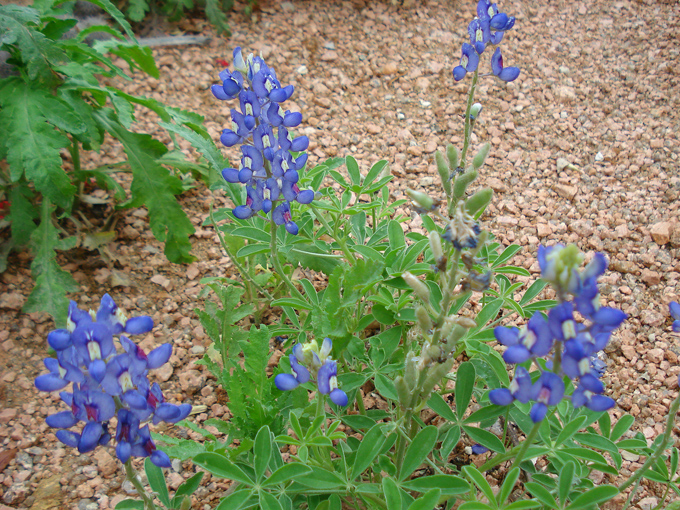 09.04 DSC00712 Flowe#C52C15