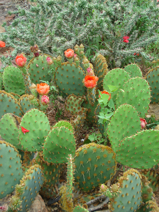 09.04 DSC00713 Cactu#C52BEA