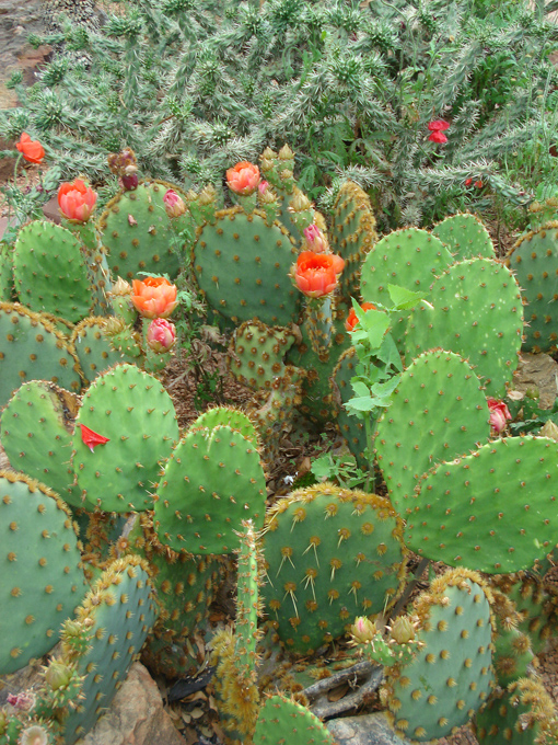 09.04 DSC00714 Cactu#C52BEB