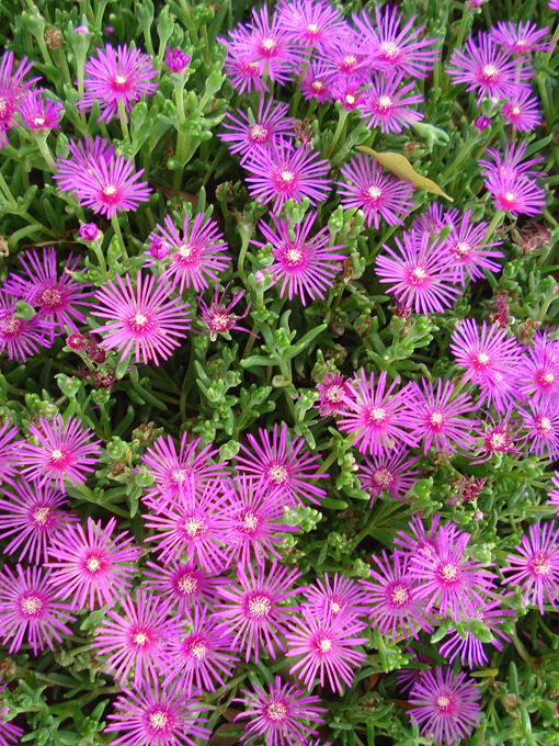 09.04 DSC00716 Flowe#C52C18