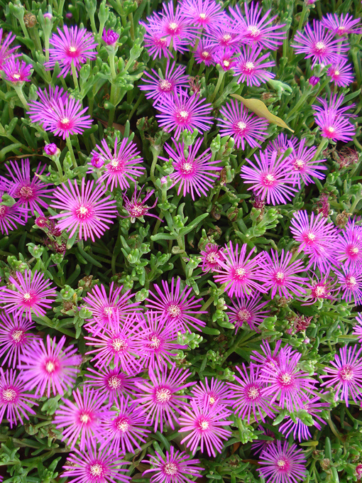 09.04 DSC00717 Flowe#C52C19