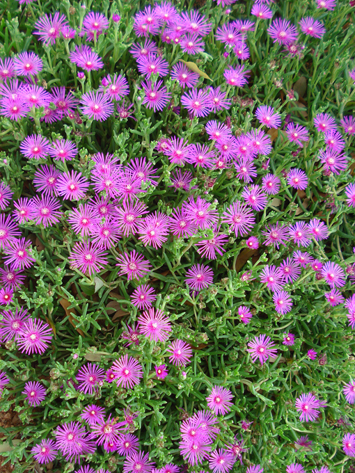 09.04 DSC00718 Flowe#C52C1A