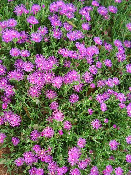 09.04 DSC00719 Flowe#C52C1B