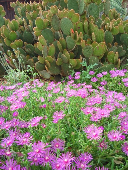 09.04 DSC00720 Flowe#C52C1C