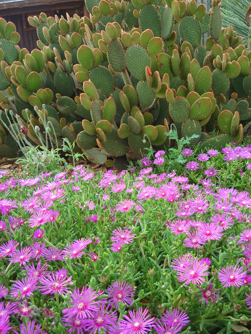 09.04 DSC00721 Flowe#C52C1D