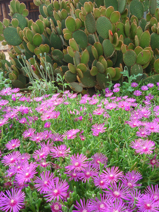 09.04 DSC00722 Flowe#C52C1E