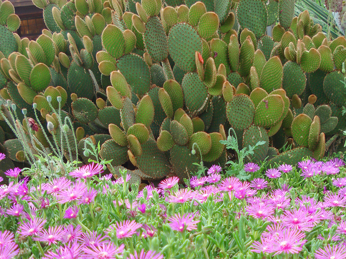 09.04 DSC00723 Flowe#C52C1F