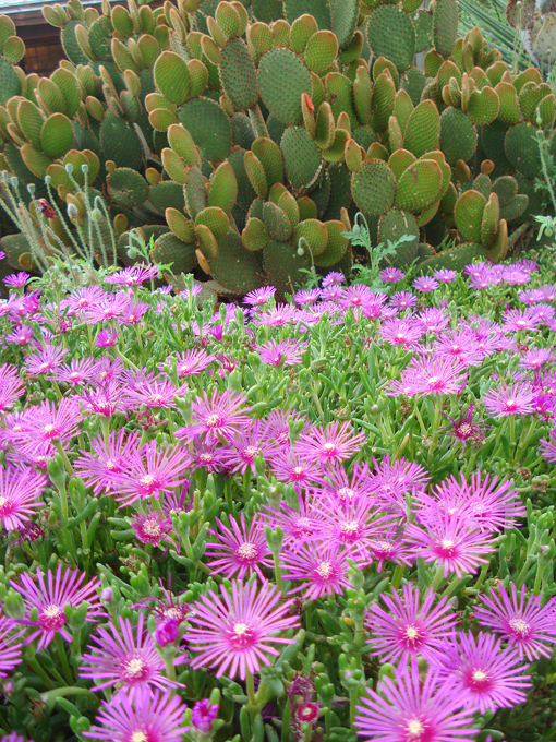 09.04 DSC00724 Flowe#C52C20