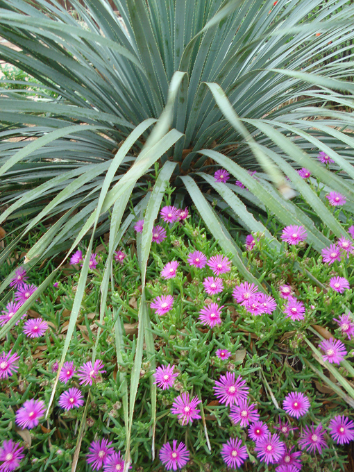 09.04 DSC00725 Flowe#C52C21