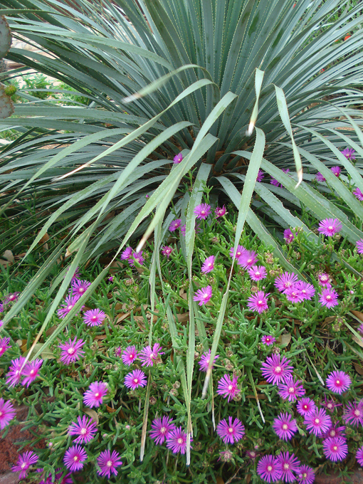 09.04 DSC00726 Flowe#C52C22