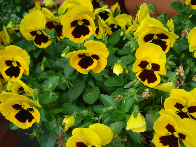 09.04 DSC00727 Flowe#C52B74