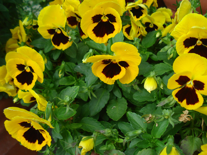 09.04 DSC00728 Flowe#C52B75