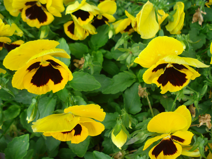 09.04 DSC00729 Flowe#C52B76