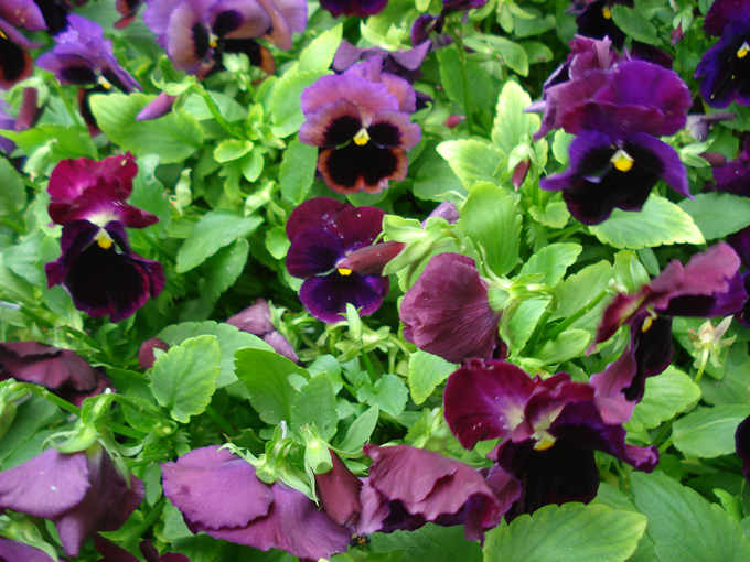 09.04 DSC00732 Flowe#C52B78