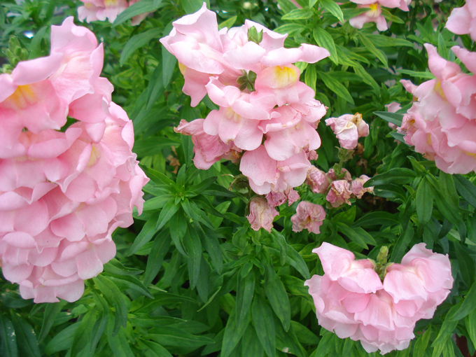 09.04 DSC00734 Flowe#C52B7A